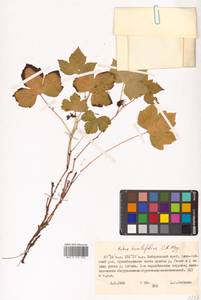 Rubus humulifolius C. A. Mey., Siberia, Russian Far East (S6) (Russia)