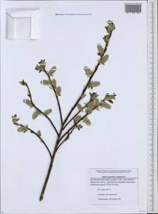 Salix caucasica N. J. Anderss., Caucasus, Krasnodar Krai & Adygea (K1a) (Russia)