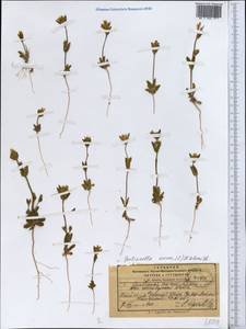 Gentianella aurea (L.) H. Sm., Middle Asia, Pamir & Pamiro-Alai (M2) (Kyrgyzstan)