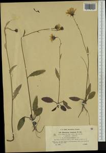Hieracium caesium subsp. brennerianum (Zahn) Gottschl., Western Europe (EUR) (Austria)