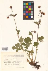 Geum rivale L., Eastern Europe, Middle Volga region (E8) (Russia)