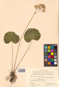 Micranthes manchuriensis (Engl.) Gornall & H. Ohba, Siberia, Russian Far East (S6) (Russia)