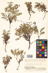 Sibbaldianthe bifurca (L.) Kurtto & T. Erikss., Eastern Europe, Lower Volga region (E9) (Russia)