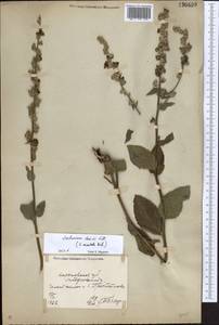 Verbascum chaixii Vill., Eastern Europe, North Ukrainian region (E11) (Ukraine)