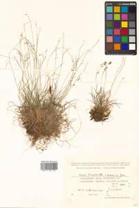 Carex capillaris subsp. fuscidula (V.I.Krecz. ex T.V.Egorova) Á.Löve & D.Löve, Siberia, Russian Far East (S6) (Russia)