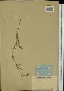 Lomelosia argentea (L.) Greuter & Burdet, Eastern Europe, Rostov Oblast (E12a) (Russia)