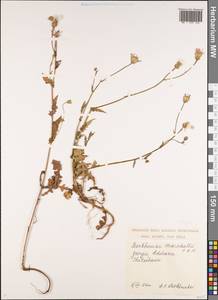 Crepis marschallii (C. A. Mey.) Sch. Bip., Caucasus, Georgia (K4) (Georgia)