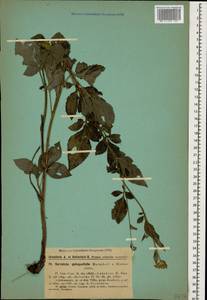Klasea quinquefolia (Willd.) Greuter & Wagenitz, Caucasus, Georgia (K4) (Georgia)