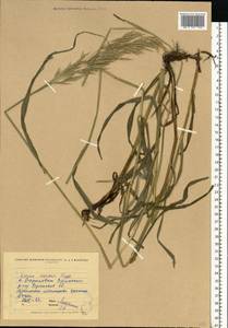 Bromus inermis Leyss., Eastern Europe, North Ukrainian region (E11) (Ukraine)