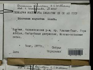 Dicranum laevidens R.S. Williams, Bryophytes, Bryophytes - Yakutia (B19) (Russia)