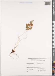 Gymnocarpium jessoense, Siberia, Chukotka & Kamchatka (S7) (Russia)