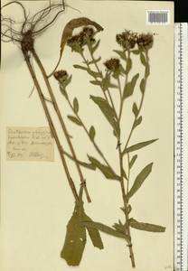 Centaurea phrygia L., Eastern Europe, Moscow region (E4a) (Russia)