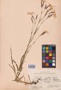 Dianthus superbus L., Eastern Europe, Eastern region (E10) (Russia)