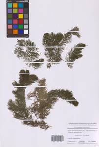 Ceratophyllum demersum L., Eastern Europe, Moscow region (E4a) (Russia)