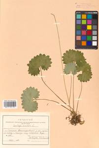 Micranthes nelsoniana subsp. nelsoniana, Siberia, Russian Far East (S6) (Russia)