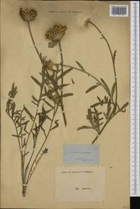 Centaurea, Western Europe (EUR) (Italy)