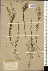 Thesium ramosum Hayne, Caucasus, Black Sea Shore (from Novorossiysk to Adler) (K3) (Russia)