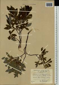 Salix phylicifolia L., Eastern Europe, Northern region (E1) (Russia)