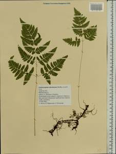 Gymnocarpium robertianum (Hoffm.) Newman, Eastern Europe, North-Western region (E2) (Russia)