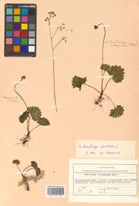 Micranthes nelsoniana subsp. aestivalis (Fisch. & C. A. Mey.) Elven & D. F. Murray, Siberia, Russian Far East (S6) (Russia)