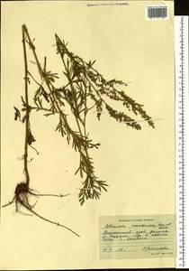 Artemisia mandschurica (Kom.) Kom., Siberia, Russian Far East (S6) (Russia)