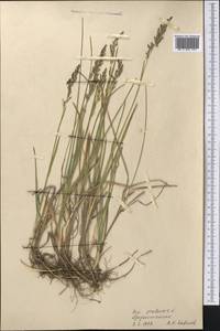 Poa pratensis L., Middle Asia, Pamir & Pamiro-Alai (M2) (Tajikistan)