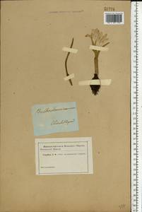 Colchicum bulbocodium subsp. versicolor (Ker Gawl.) K.Perss., Eastern Europe, South Ukrainian region (E12) (Ukraine)
