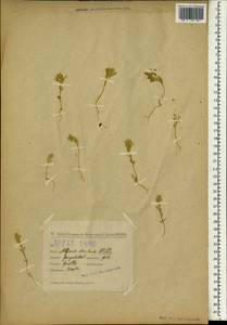 Alyssum strictum Willd., South Asia, South Asia (Asia outside ex-Soviet states and Mongolia) (ASIA) (Turkey)