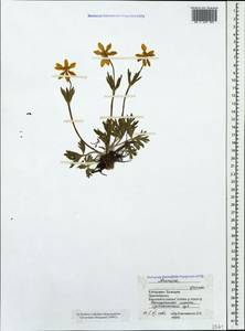 Anemonastrum narcissiflorum subsp. chrysanthum (Ulbr.) Raus, Caucasus, Stavropol Krai, Karachay-Cherkessia & Kabardino-Balkaria (K1b) (Russia)