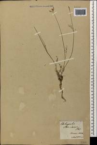 Astragalus stevenianus DC., Caucasus, Armenia (K5) (Armenia)