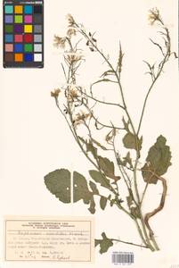 Raphanus raphanistrum subsp. landra (Moretti ex DC.) Bonnier & Layens, Eastern Europe, Moscow region (E4a) (Russia)