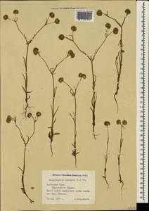 Valerianella coronata (L.) DC., Crimea (KRYM) (Russia)