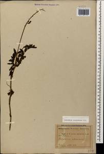 Hedysarum caucasicum M.Bieb., Caucasus, Abkhazia (K4a) (Abkhazia)