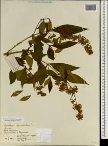 Buddleja officinalis Maxim., South Asia, South Asia (Asia outside ex-Soviet states and Mongolia) (ASIA) (China)