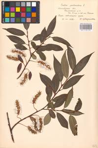 Salix pentandra L., Eastern Europe, Moscow region (E4a) (Russia)