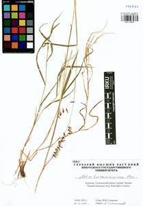 Melica turczaninowiana Ohwi, Siberia, Baikal & Transbaikal region (S4) (Russia)