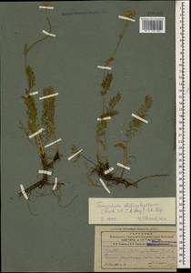 Tanacetum aureum (Lam.) Greuter, M. V. Agab. & Wagenitz, Caucasus, Armenia (K5) (Armenia)