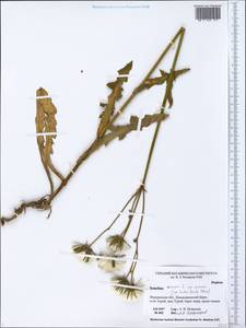 Sonchus arvensis L., Eastern Europe, Northern region (E1) (Russia)