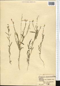 Litwinowia tenuissima (Pall.) Woronow ex Pavlov, Middle Asia, Syr-Darian deserts & Kyzylkum (M7) (Kazakhstan)