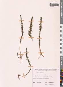 Hippuris vulgaris L., Siberia, Chukotka & Kamchatka (S7) (Russia)