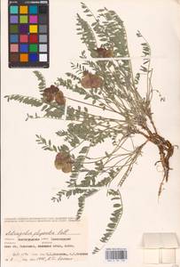 Astragalus physodes L., Eastern Europe, Lower Volga region (E9) (Russia)