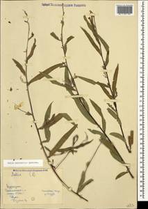 Salix excelsa J.F.Gmel., Caucasus, Azerbaijan (K6) (Azerbaijan)