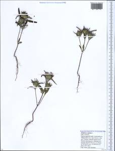 Ziziphora capitata L., Caucasus, Krasnodar Krai & Adygea (K1a) (Russia)