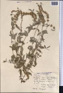 Mentha longifolia var. asiatica (Boriss.) Rech.f., Middle Asia, Northern & Central Tian Shan (M4) (Kazakhstan)