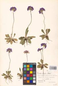 Primula algida Adams, Middle Asia, Middle Asia (no precise locality) (M0)