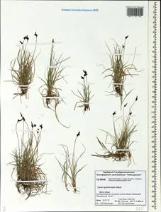 Carex supina var. spaniocarpa (Steud.) B.Boivin, Siberia, Central Siberia (S3) (Russia)