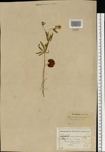 Ranunculus auricomus L., Eastern Europe, Central forest-and-steppe region (E6) (Russia)