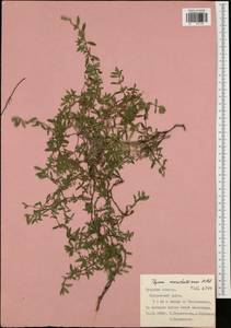 Thymus pannonicus All., Eastern Europe, Central region (E4) (Russia)