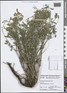 Hedysarum dasycarpum Turcz., Siberia, Central Siberia (S3) (Russia)