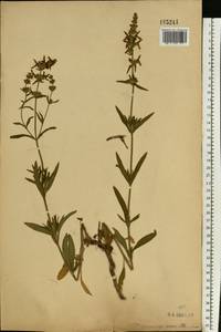 Stachys recta L., Eastern Europe, Central forest-and-steppe region (E6) (Russia)